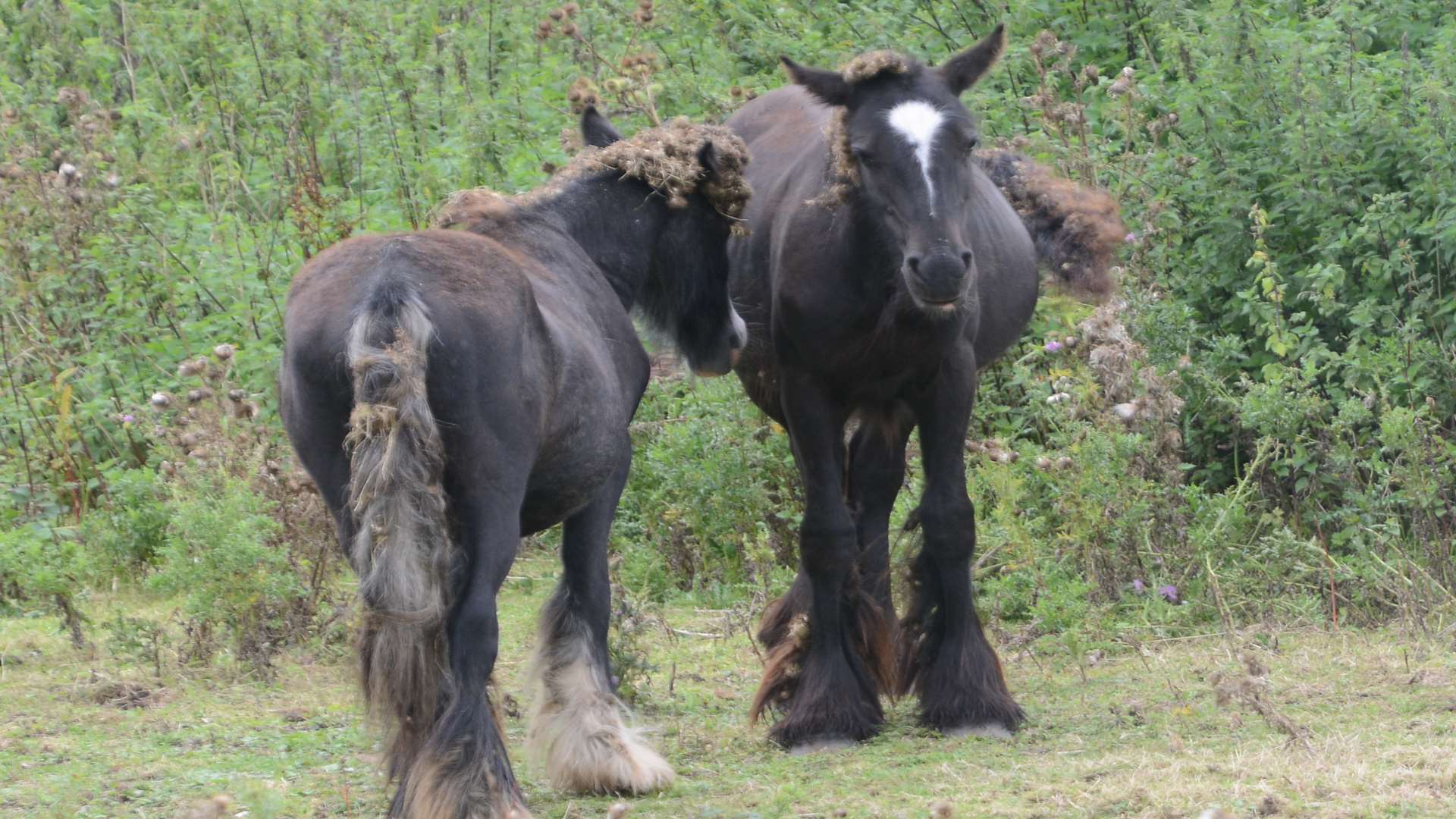 Two horses. File photo.