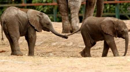 Elephants at Howletts. Picture courtesy of Howletts