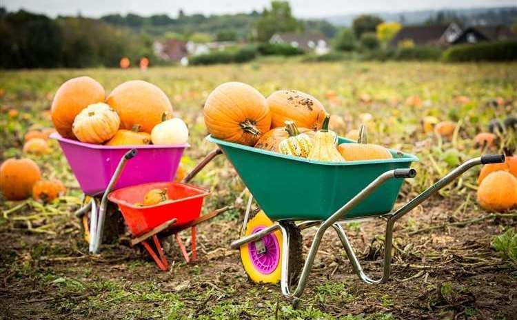 The Pumpkin Moon patches have become some of the most well-known in Kent. Picture: Matthew Walker