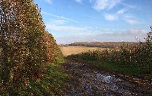 The existing site where the winery will be built