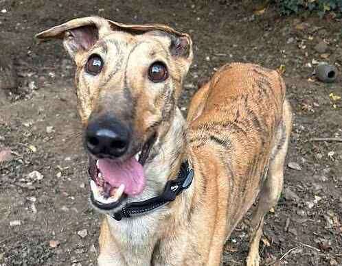 Hammer the three-year-old greyhound. Picture: Last Chance Animal Rescue