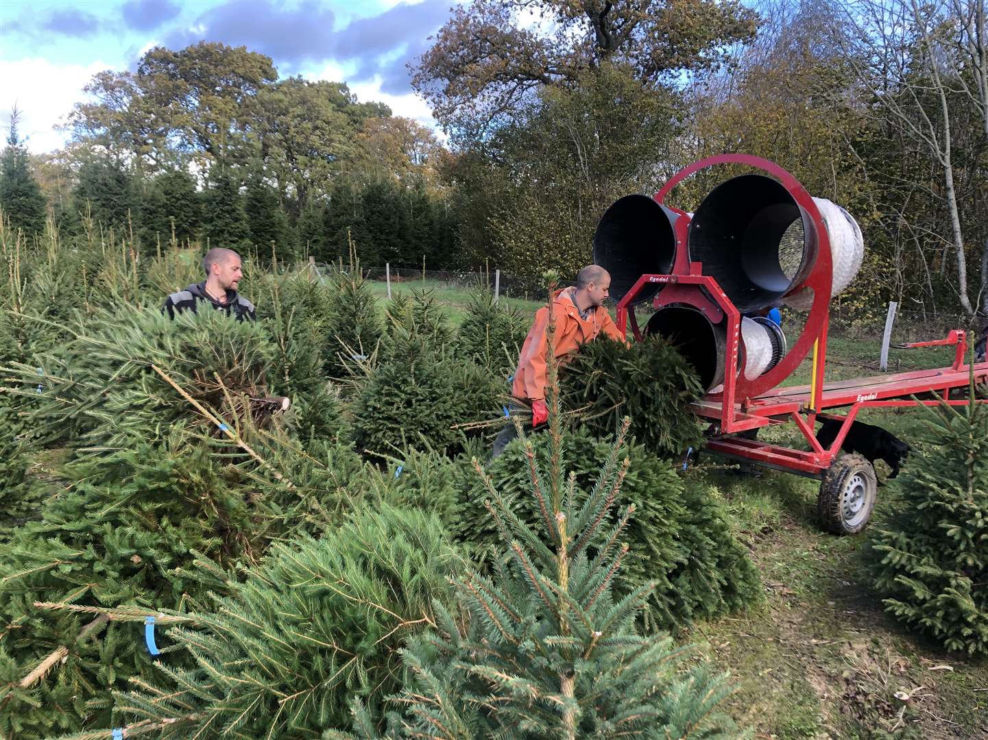 Christmas trees at Hole Park