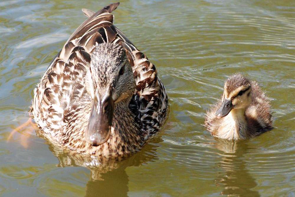 Only one of four young ducklings survived the rat attack at Herne Bay Memorial Park pond