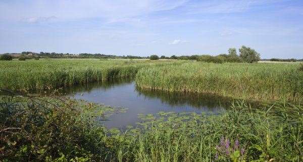 Stodmarsh Nature Reserve near Canterbury