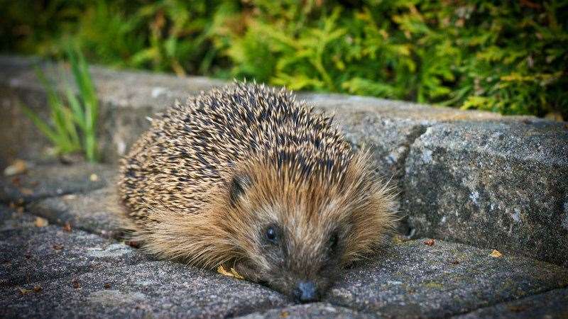 The hedgehog is classified as a 'vulnerable' species