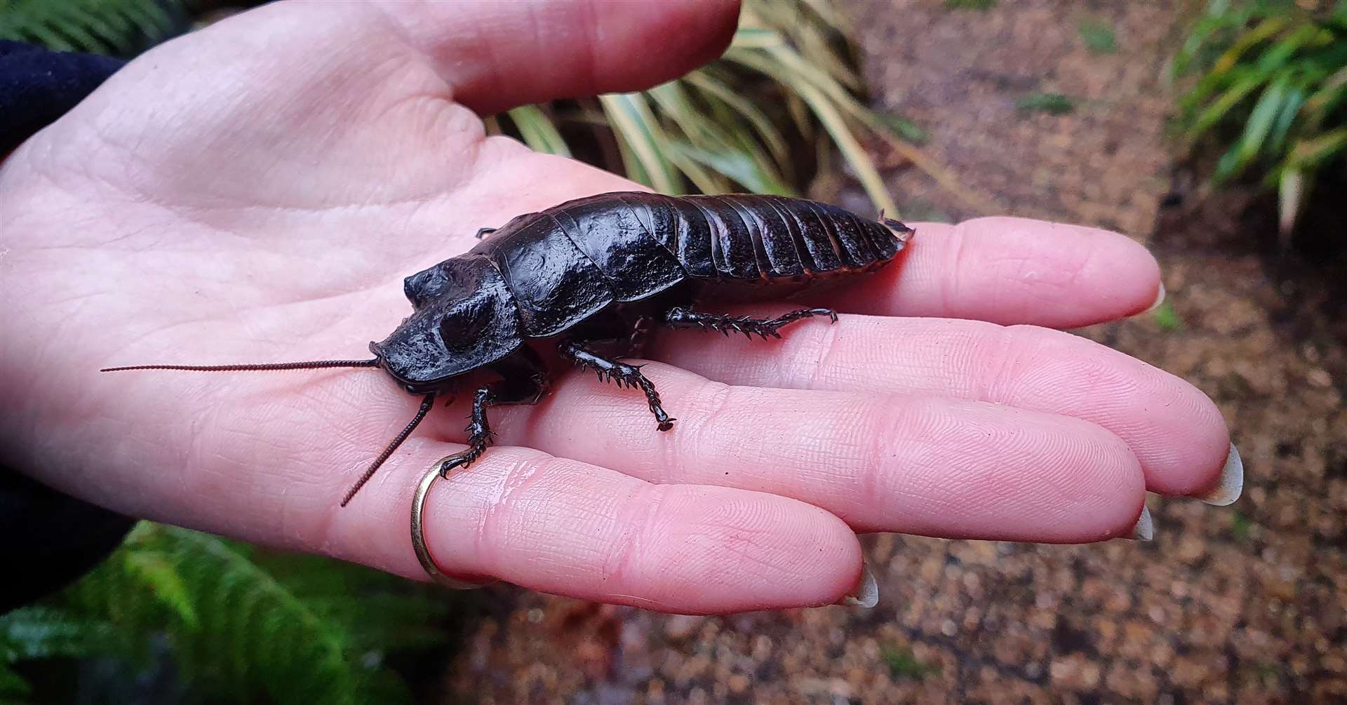 You can name a cockroach after your ex this Valentine's Day