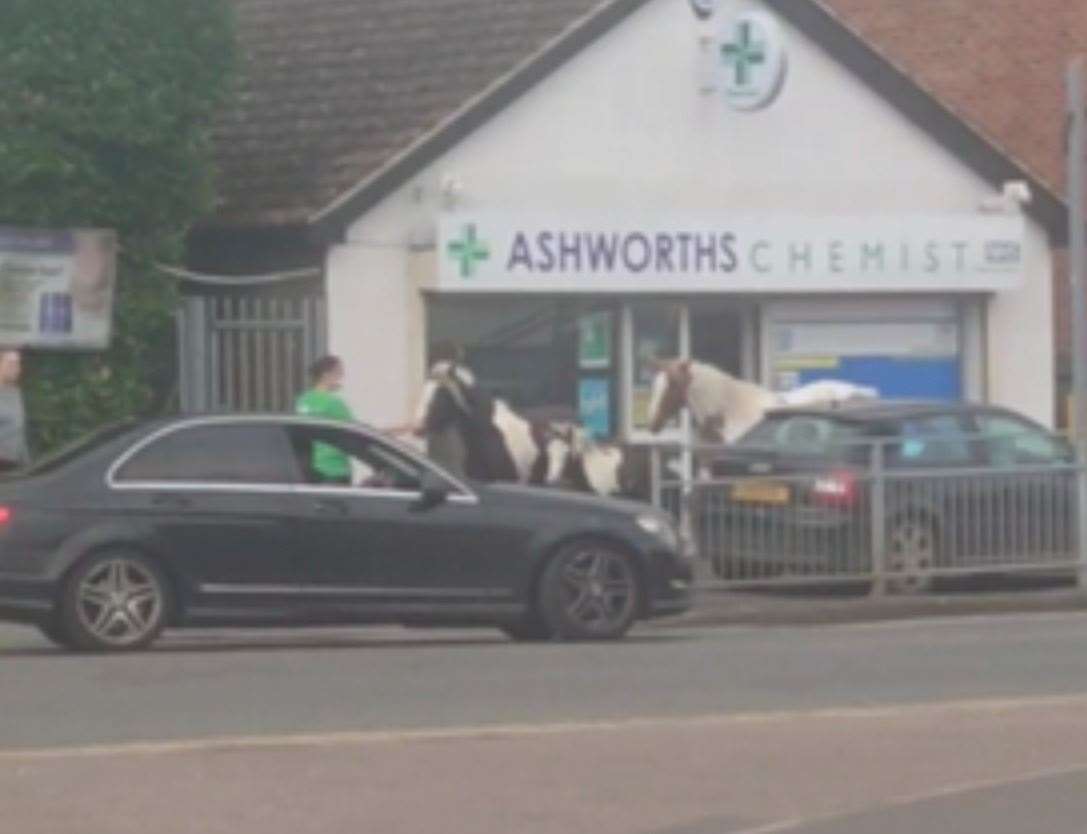 The animals briefly stopped outside Ashworths Chemist before running again