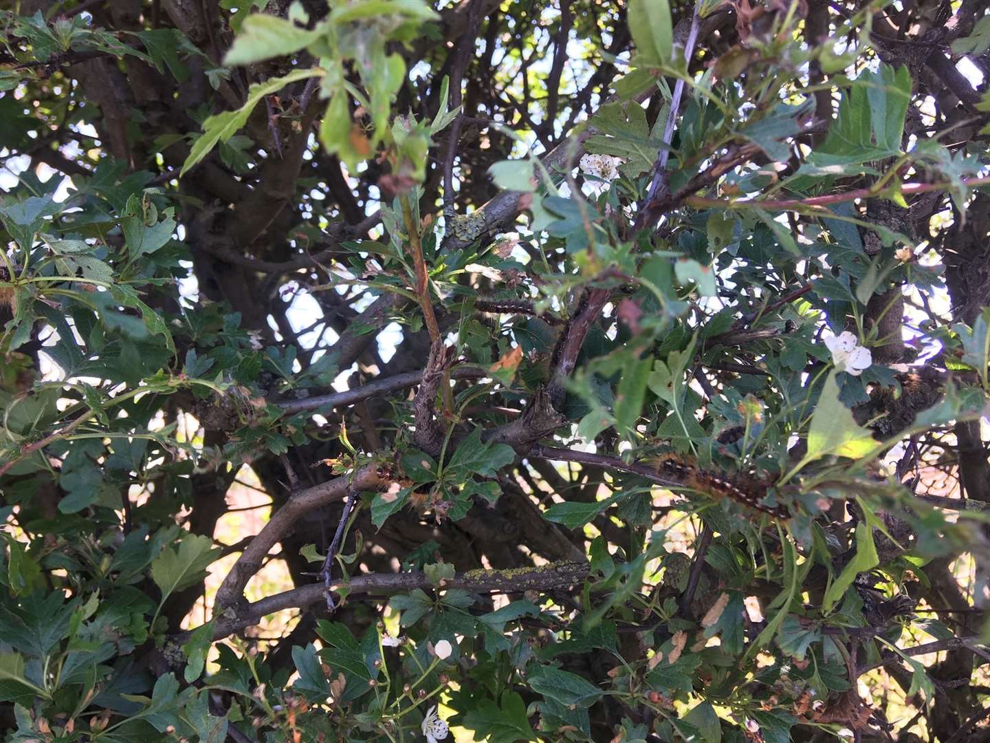 Caterpillars in the hedgerows