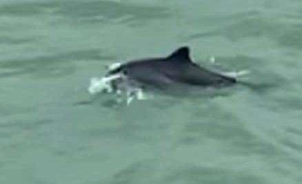 The porpoises were seen along Folkestone Harbour Arm. Picture: Alex Franks