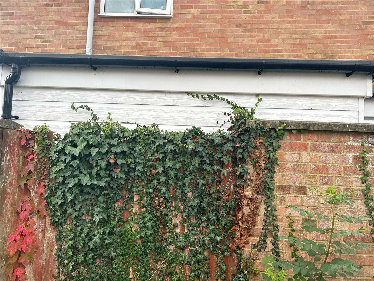 Some of the ivy has started to make its way into Mr Baynes' garden