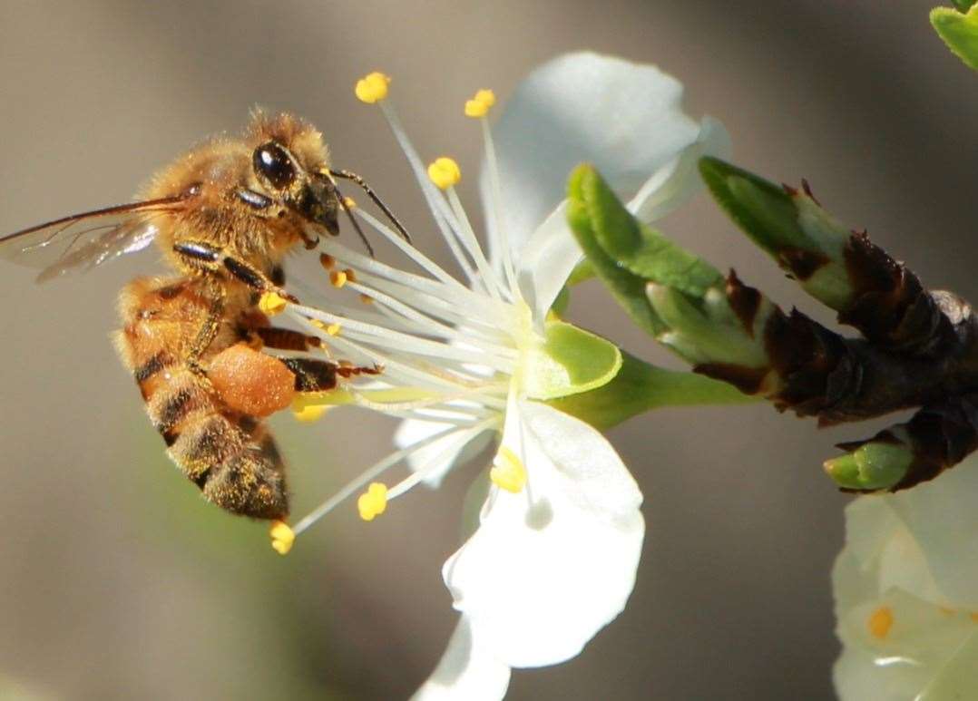 Learn more about the part that bees play in our ecosystem with the half term bee walks at Brogdale in Faversham. Picture: Brogdale Collections