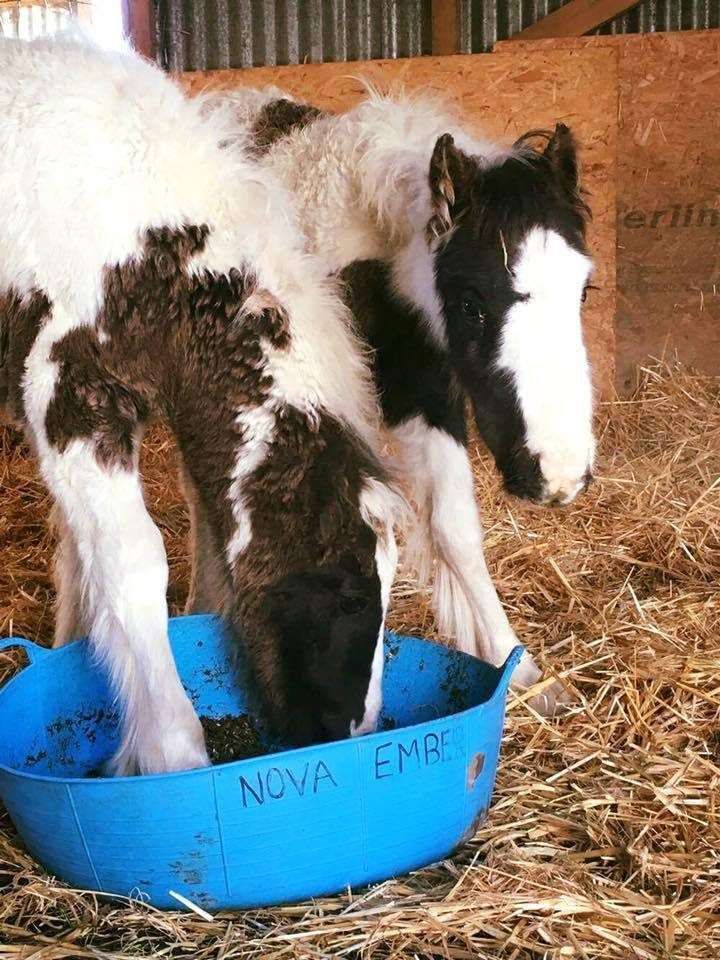 Nova and Ember settle in at their new home