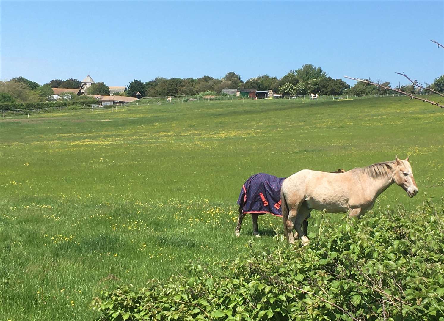 One of the fields viewed a home in Nelson Avenue, Minster, Sheppey. Picture: John Nurden