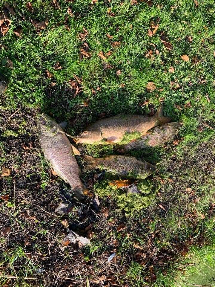 Dead fish from the waterway along the Ropewalk in Sandwich Picture: Andy Duncan (41350987)