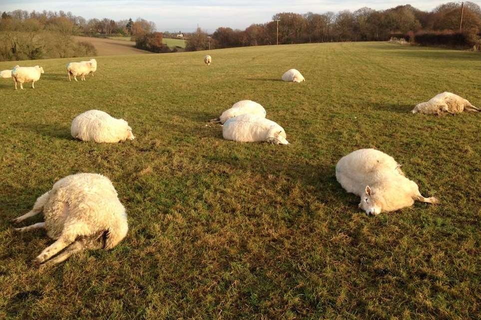 Sheep were also mauled to death by the vicious animal