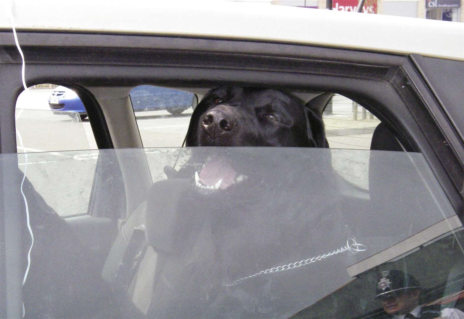 Single adult Labrador sitting in hot car. (1889634)