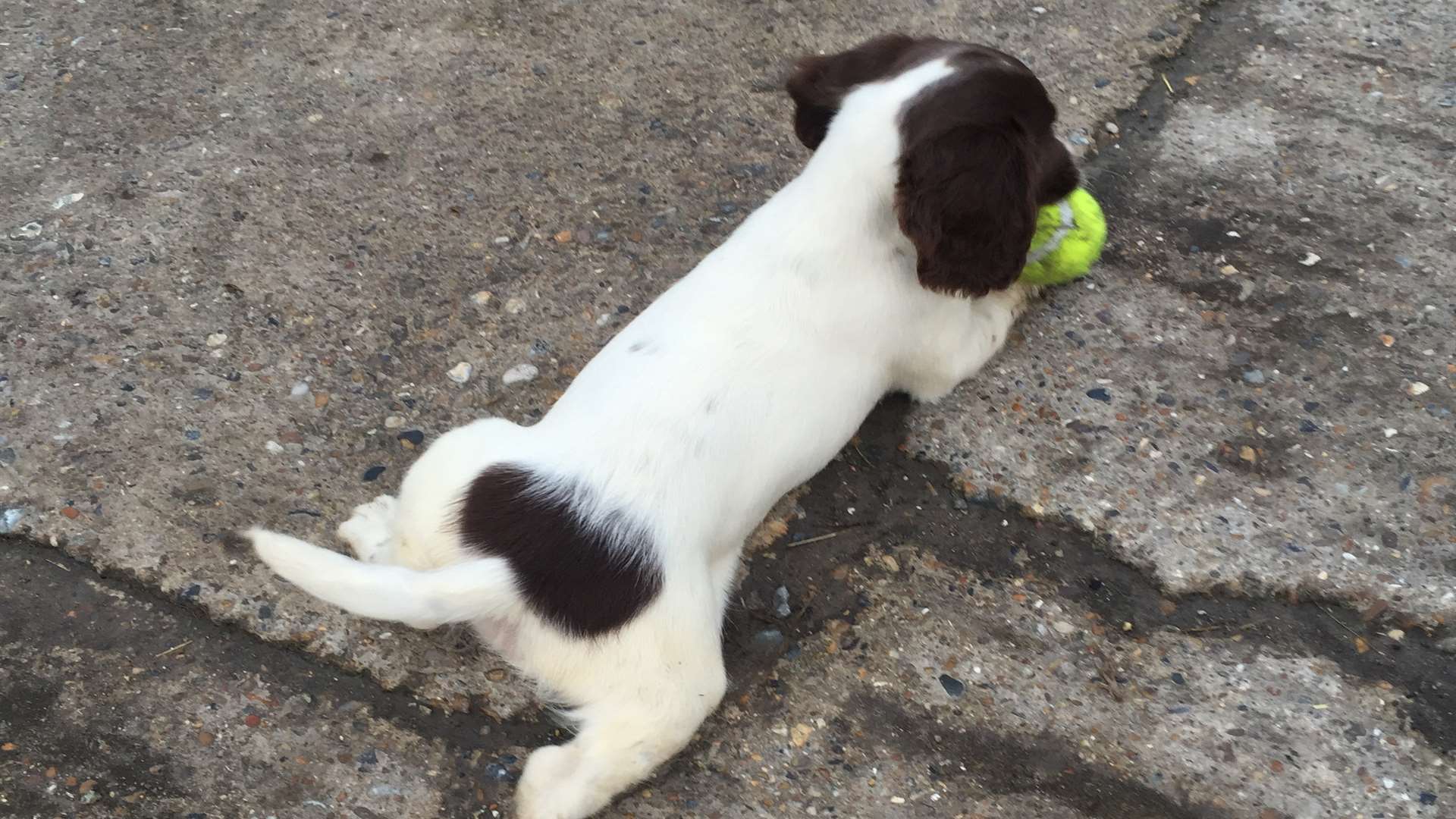 Lucy the little English springer spaniel has some distinctive markings, including a brown spot on her back.