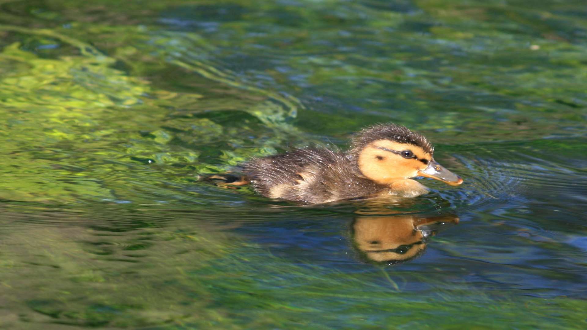 Oliver Mannion captured this mallard duck on the River Stour near the Westgate Towers