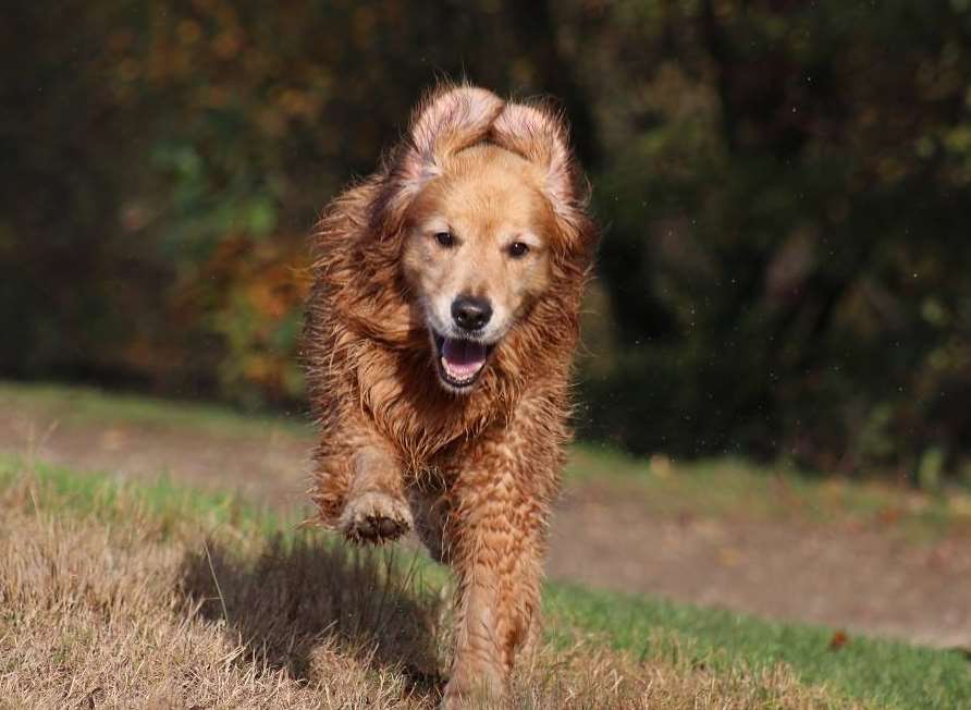 Dylan the dog makes a run for it. Picture: Elaine Beal