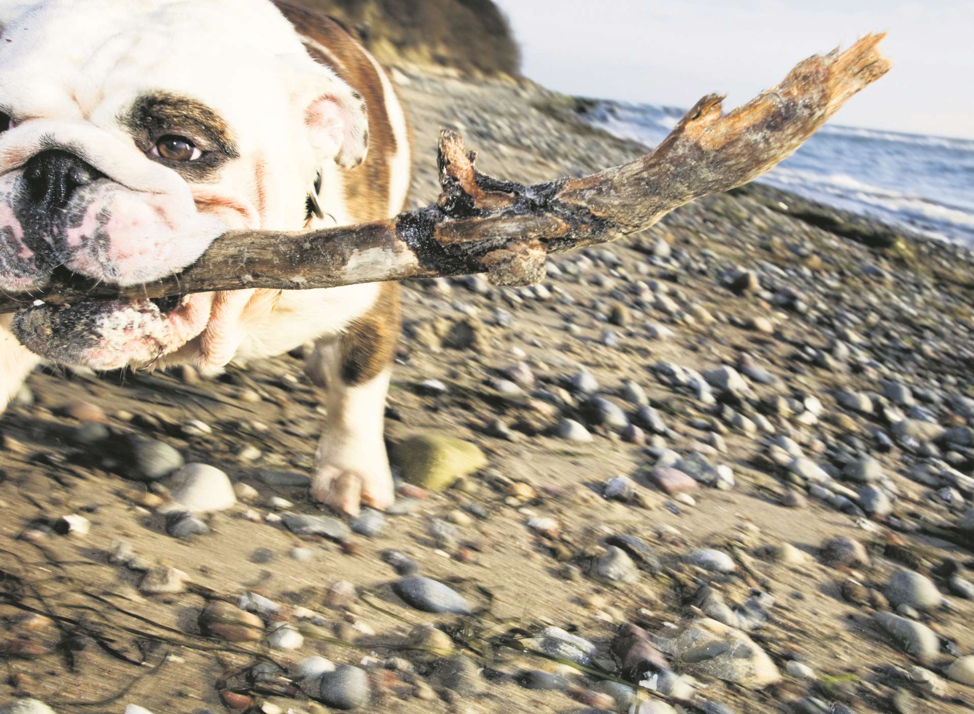 Kent has some beaches you can walk your dog on all year round