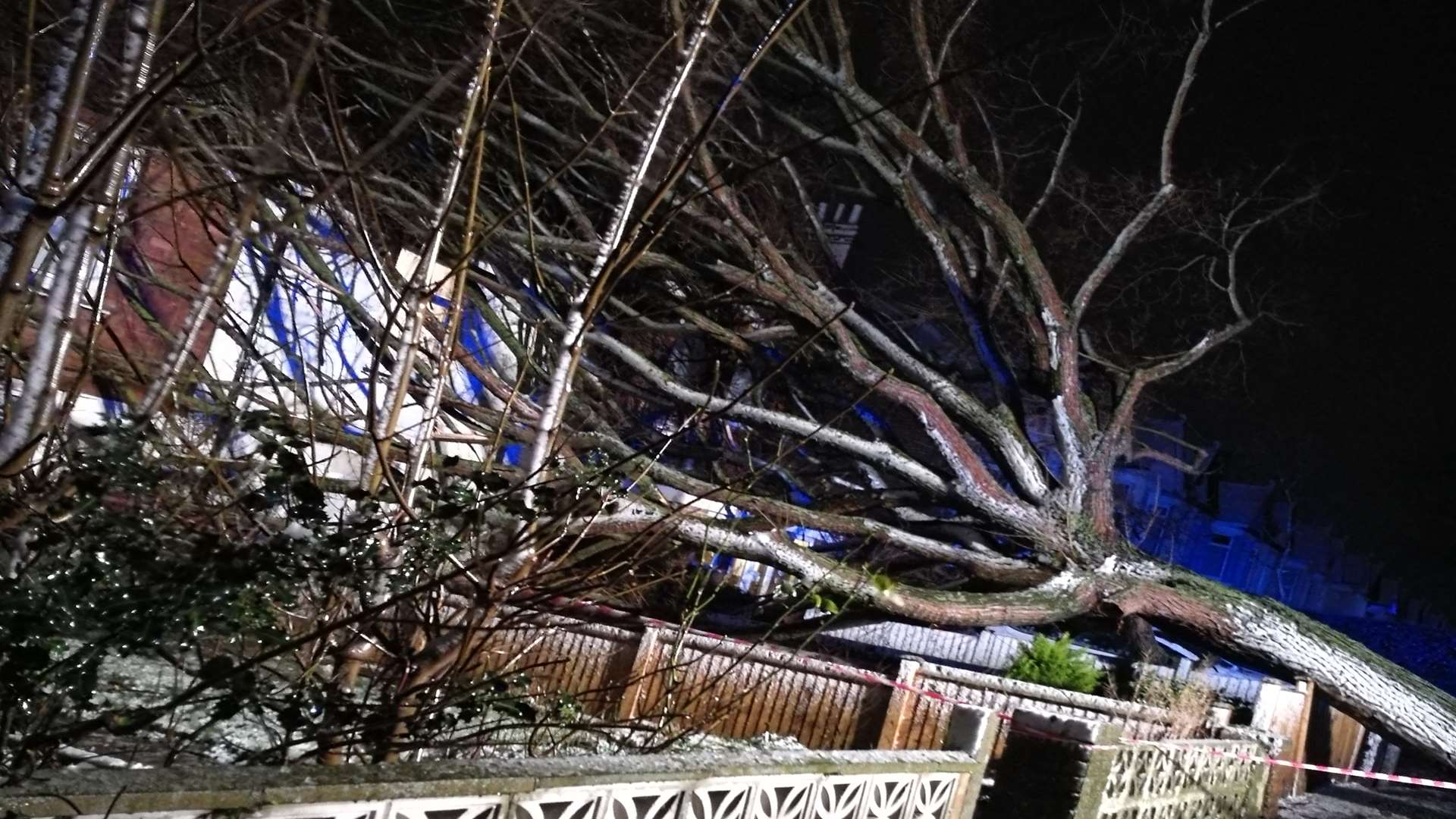 The fallen tree in Stanley Road, Cheriton Picture courtesy: Lyra Black