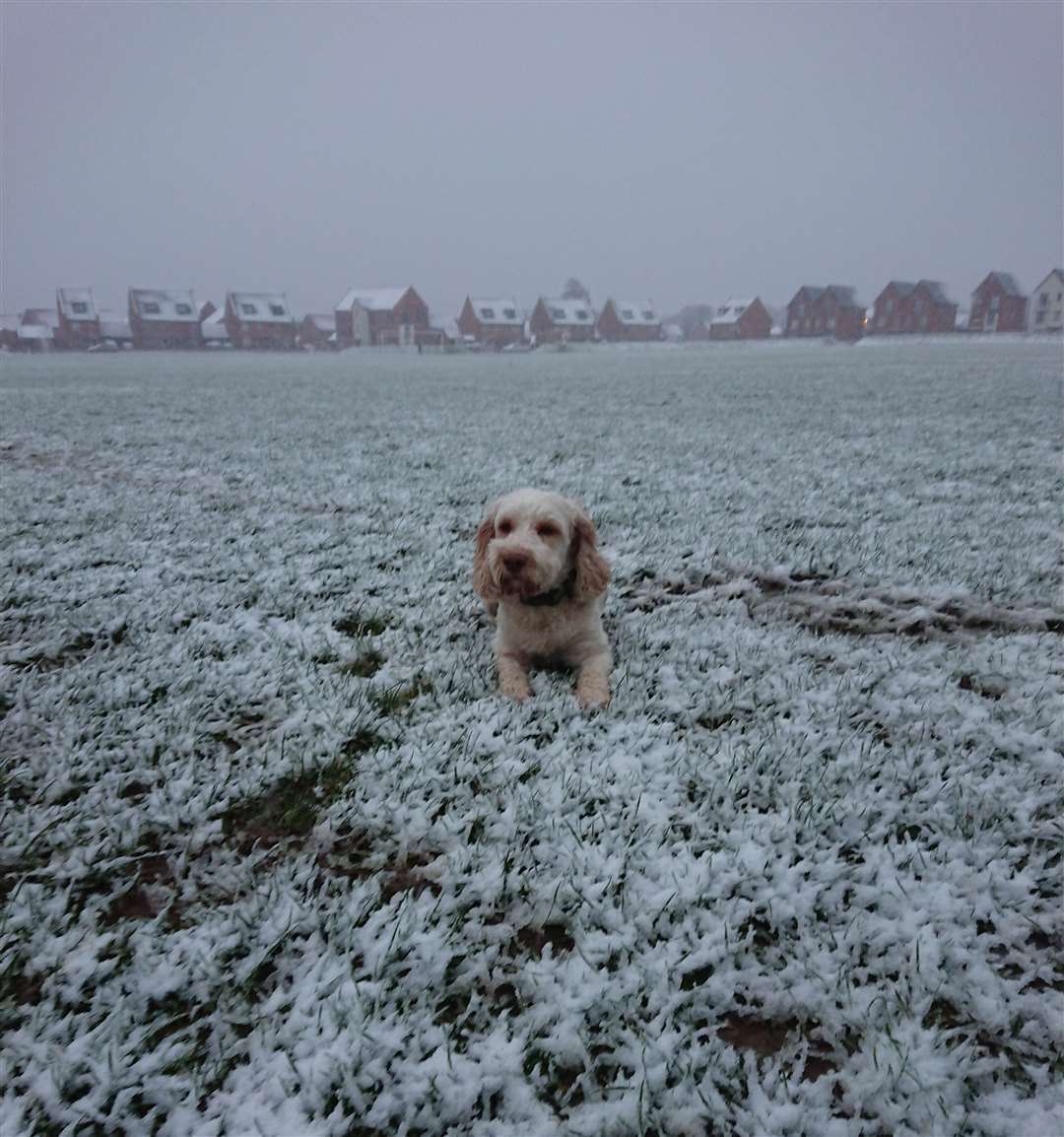 Wallace the cockerpoo enjoying his morning walk in Cheriton