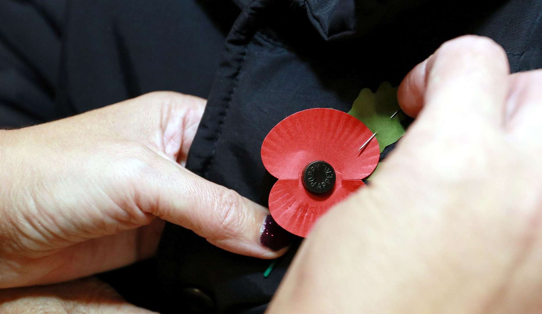 Poppies like these will adorn the Cliffs of Dover this weekend. Picture: Phil Lee (21236222)