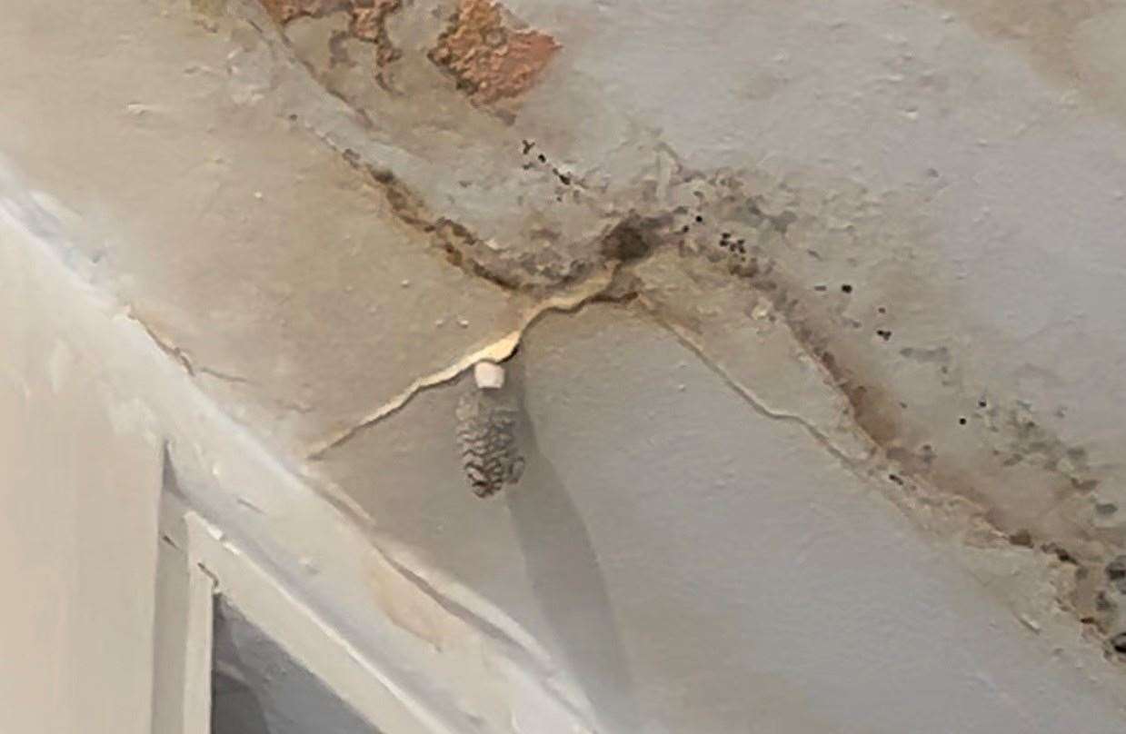 Mushroom growing from the ceiling of the flat in Cornwall Close. Picture: Anna-Maria Gereb