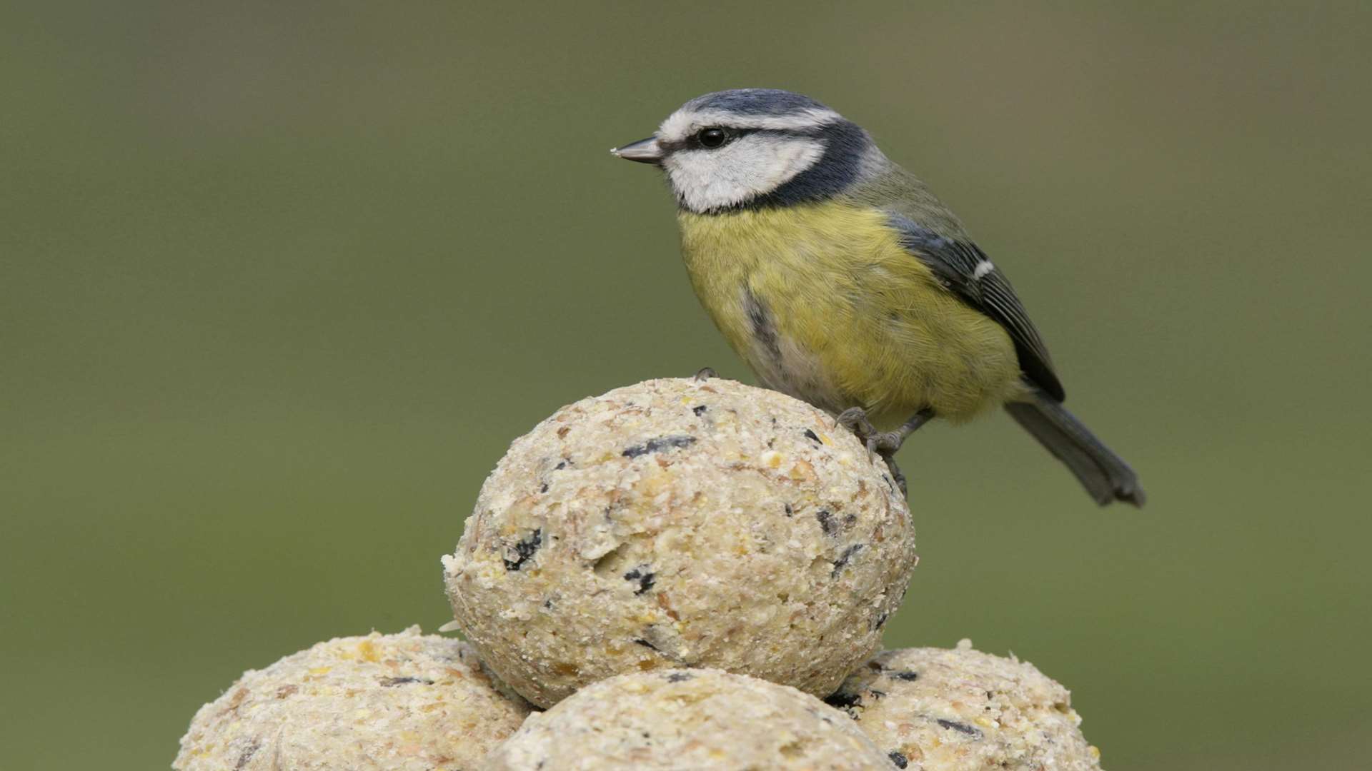 Blue tit