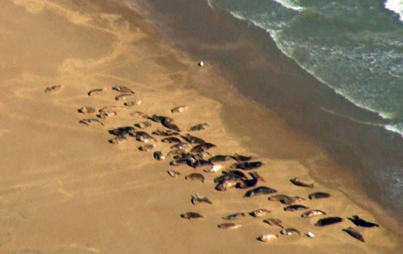 Seals at Goodwin Sands by John Parry