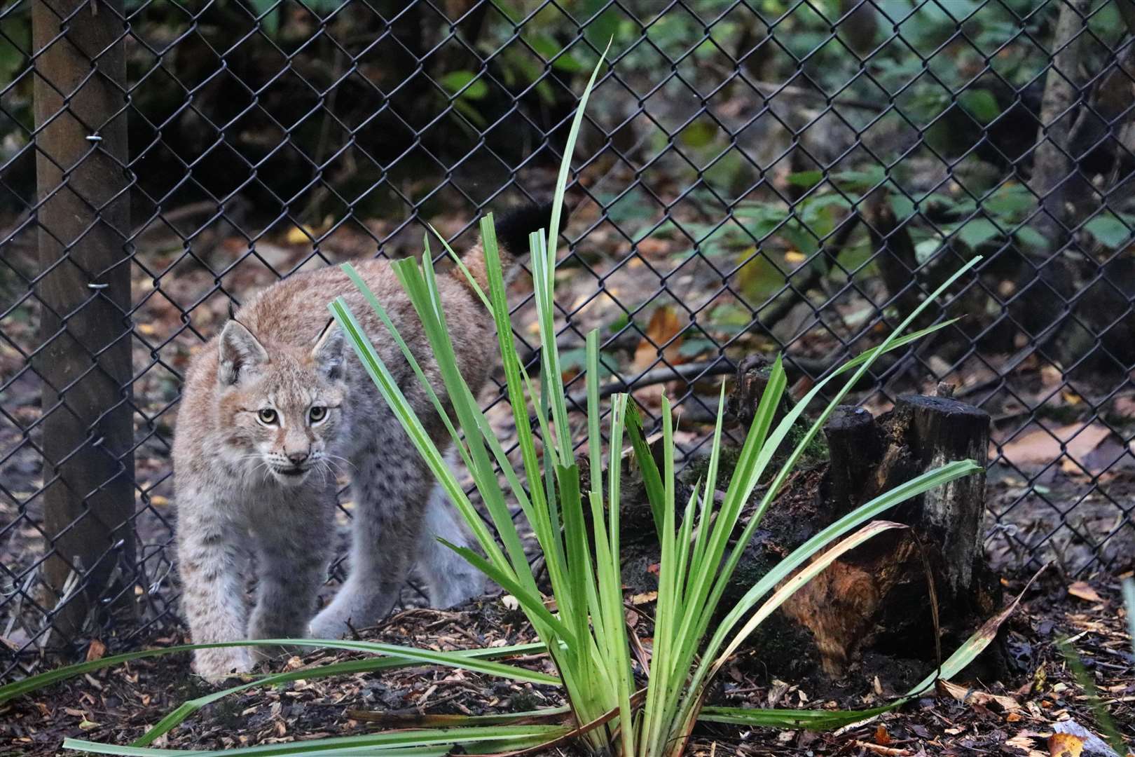 One of the kittens getting used to its new home at Wildwood near Canterbury