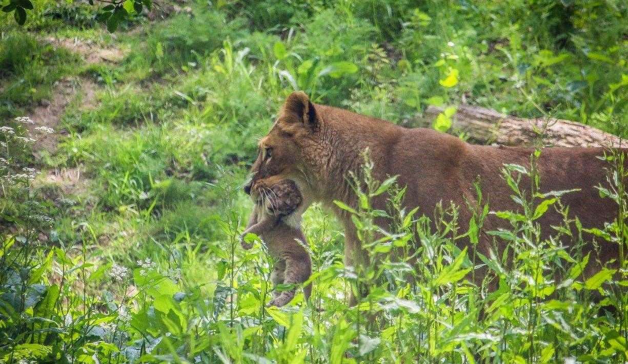 Port Lympne Hotel & Reserve are celebrating the birth