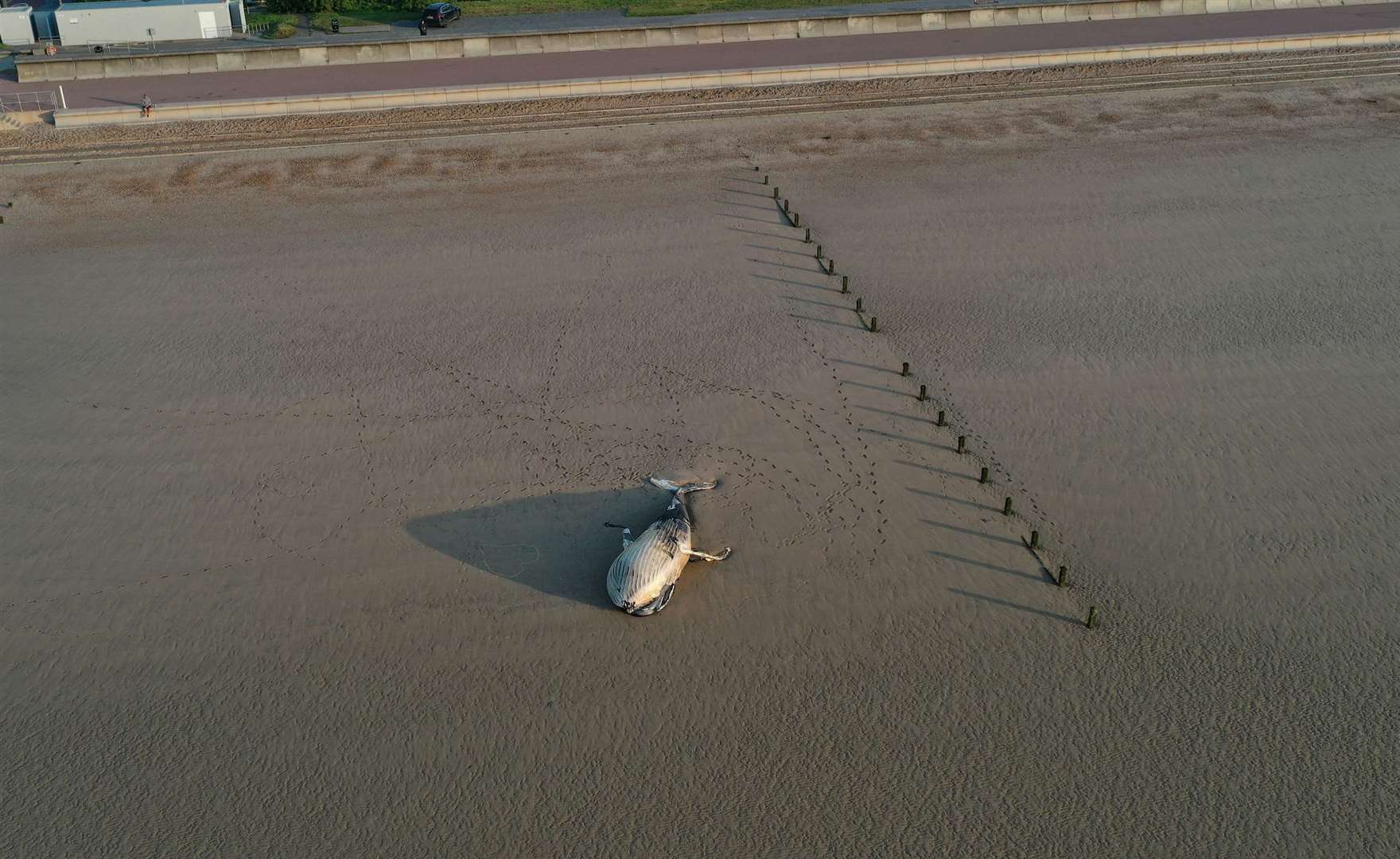 The whale washed up on St Mary’s Bay on Thursday. Picture: UKNIP