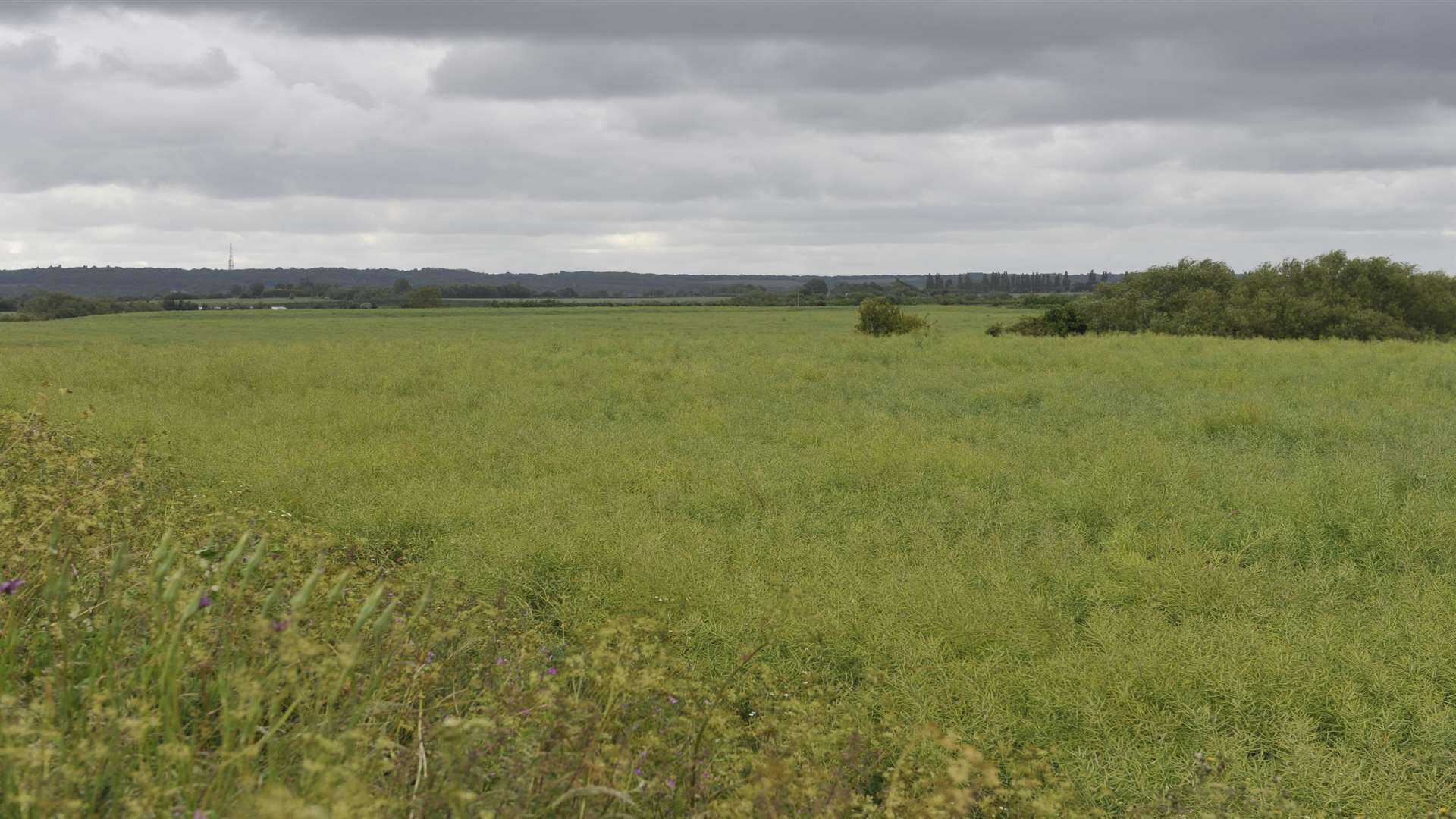 The land proposed for a solar farm.