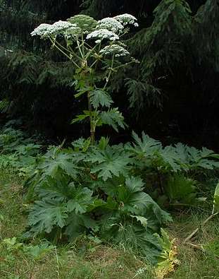 Giant hogweed