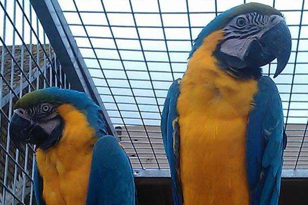 One of the stolen macaws is blue and gold