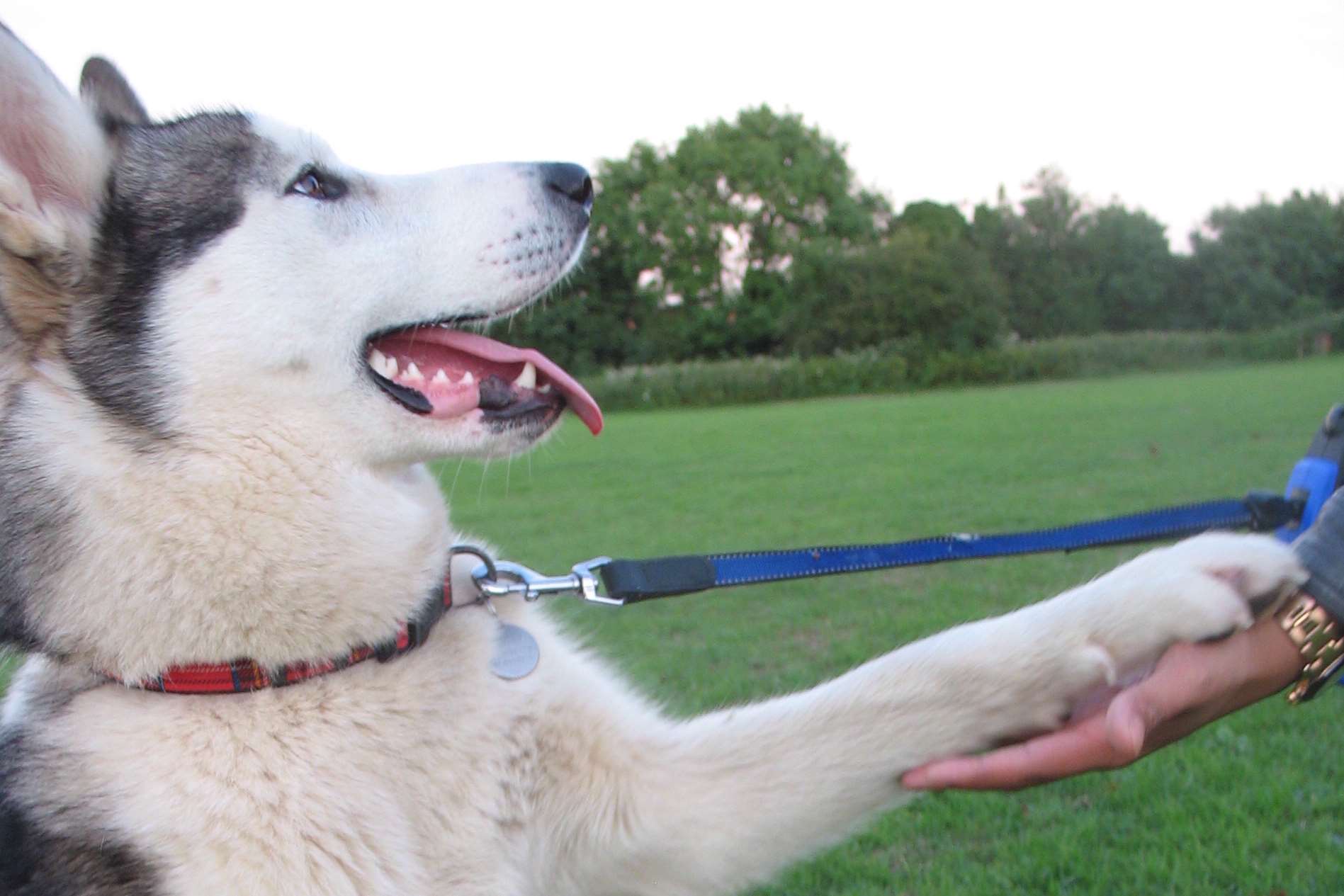 Tundra was shot dead on farmer's land