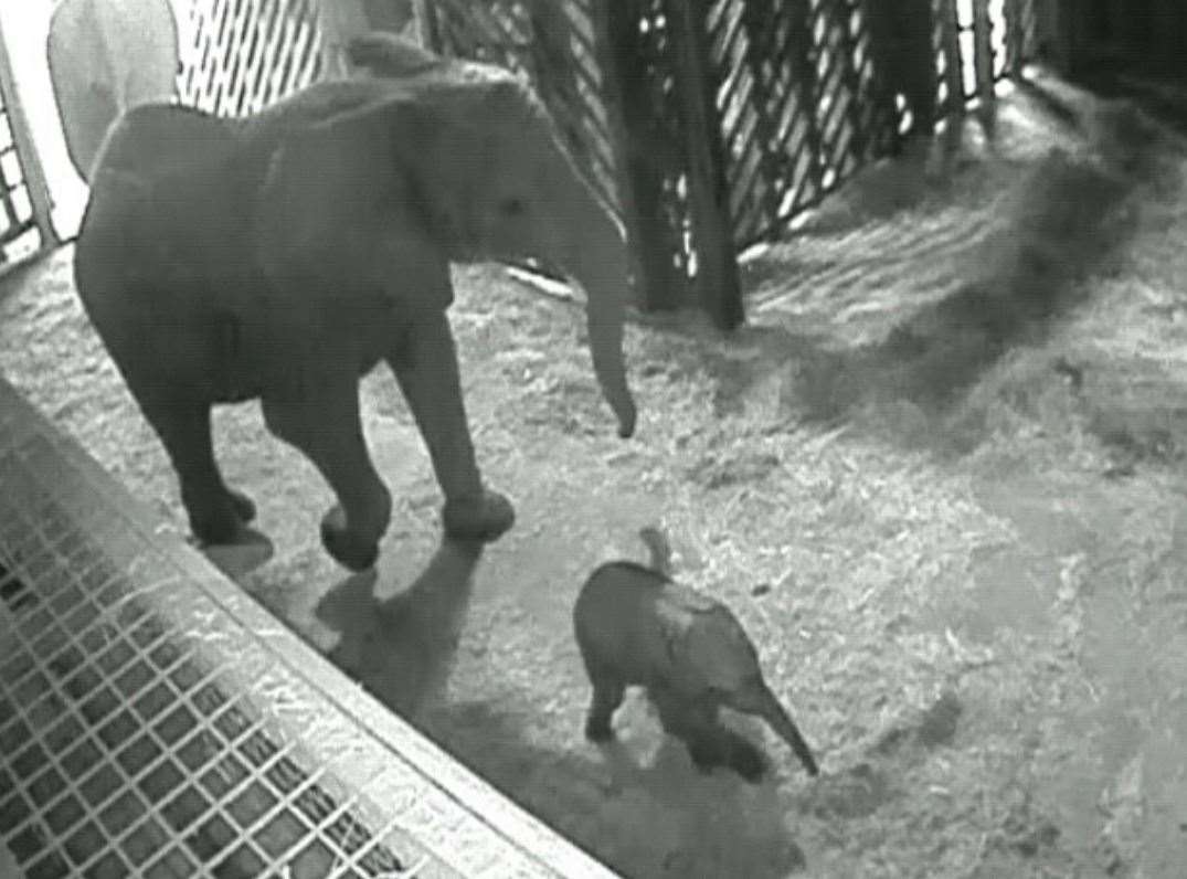 Keepers kept tabs on the shelter's CCTV