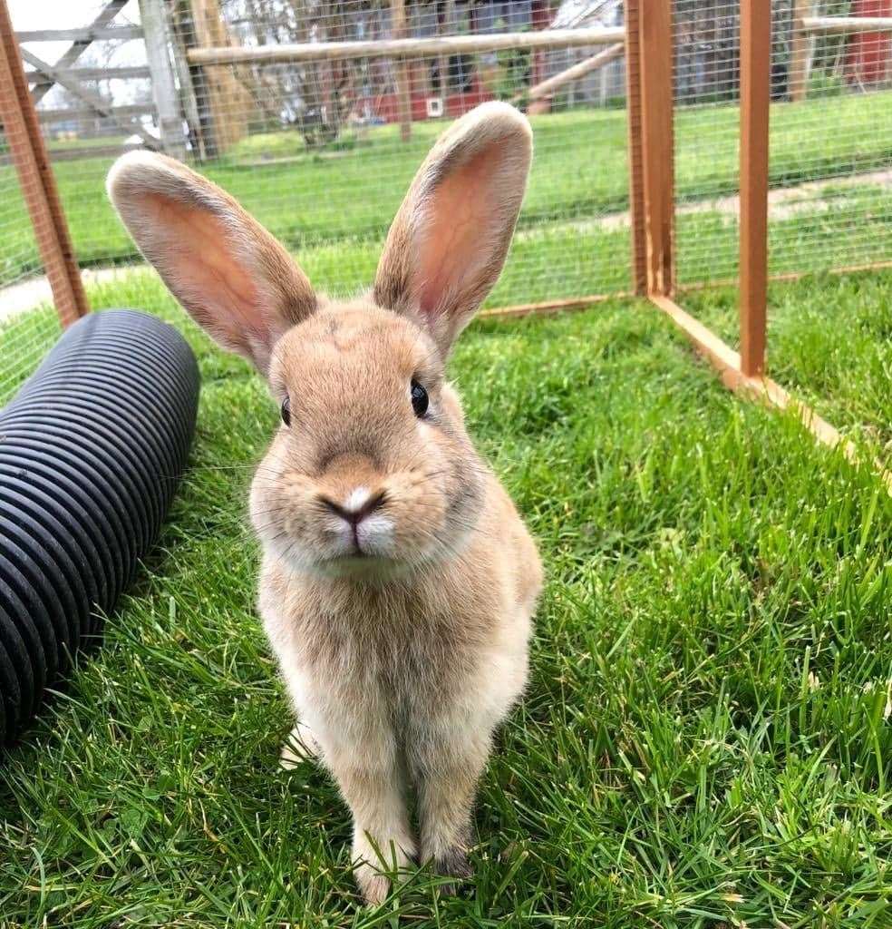 Dave was one of the adult males found. Picture: Becky Blackmore