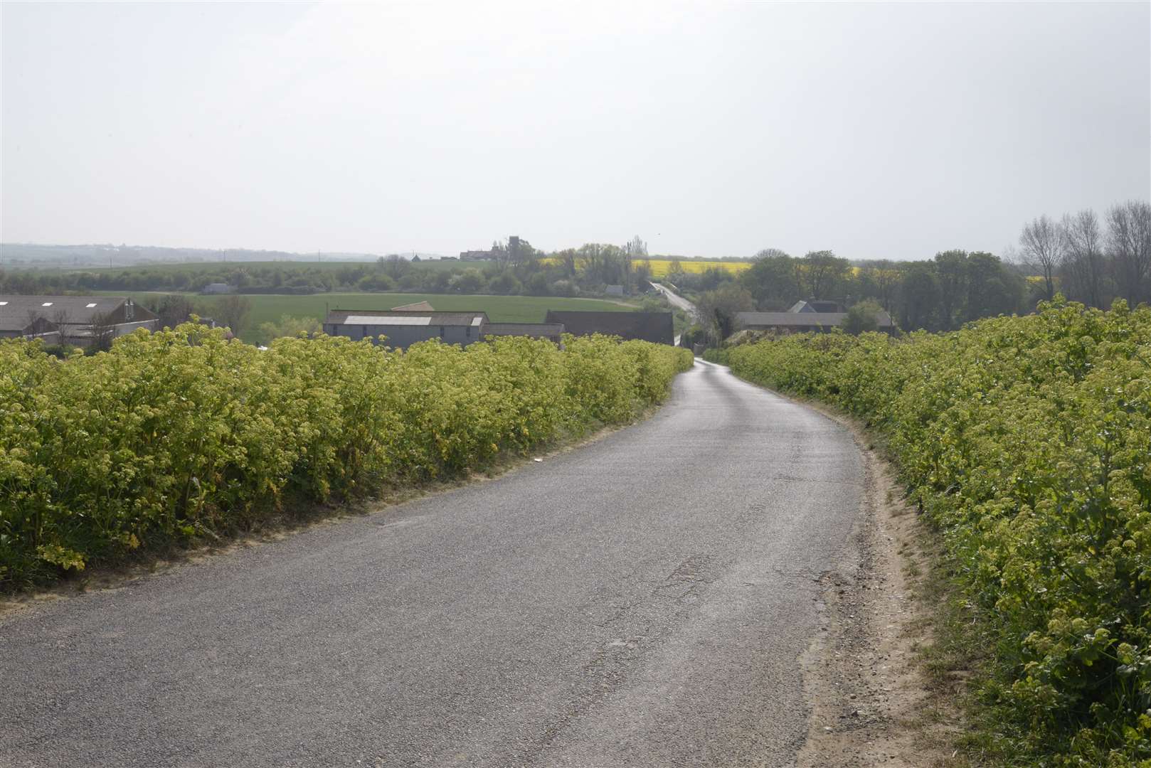 Brook Lane where the snake was found. Stock picture