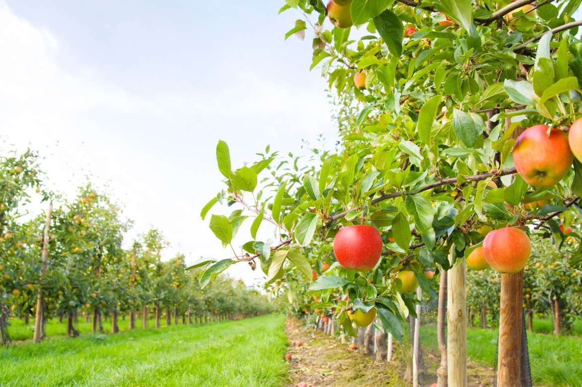 A community orchard is planned for a local park