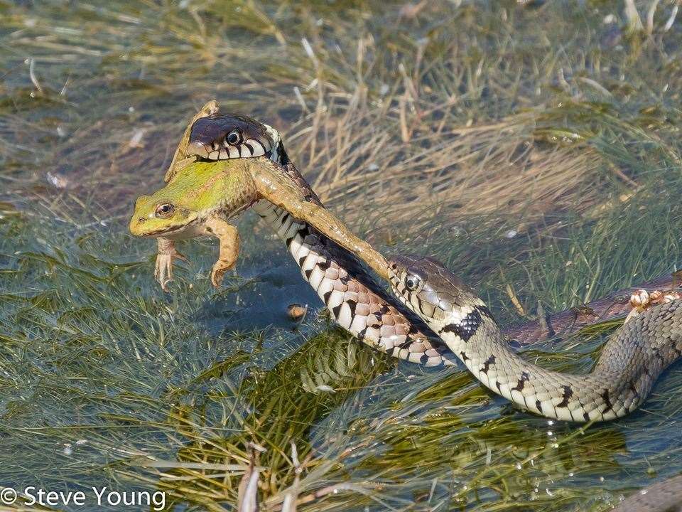 Photographer Steve Young captured this dramatic battle between two snakes over a frog at Oare Marshes. Copyright Steve Young