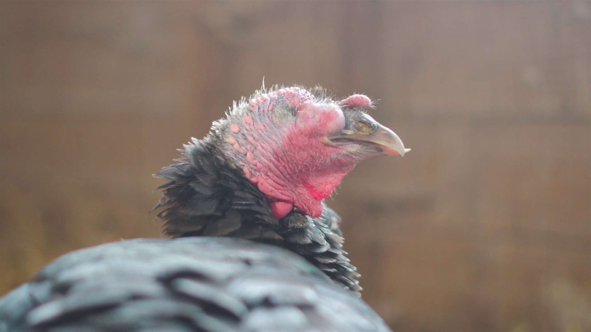 Silver was saved from slaughter because she looked different