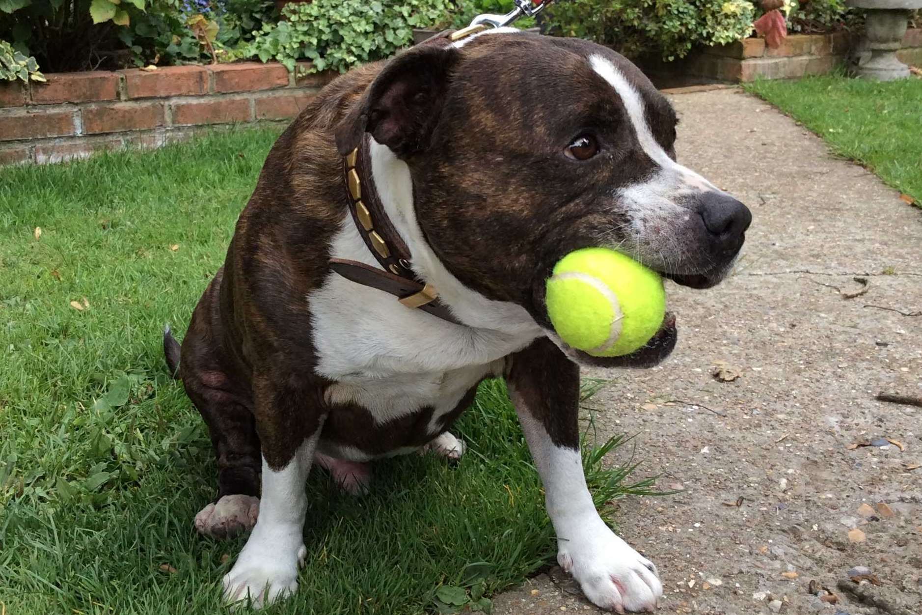 Norman the dog before he was rehomed