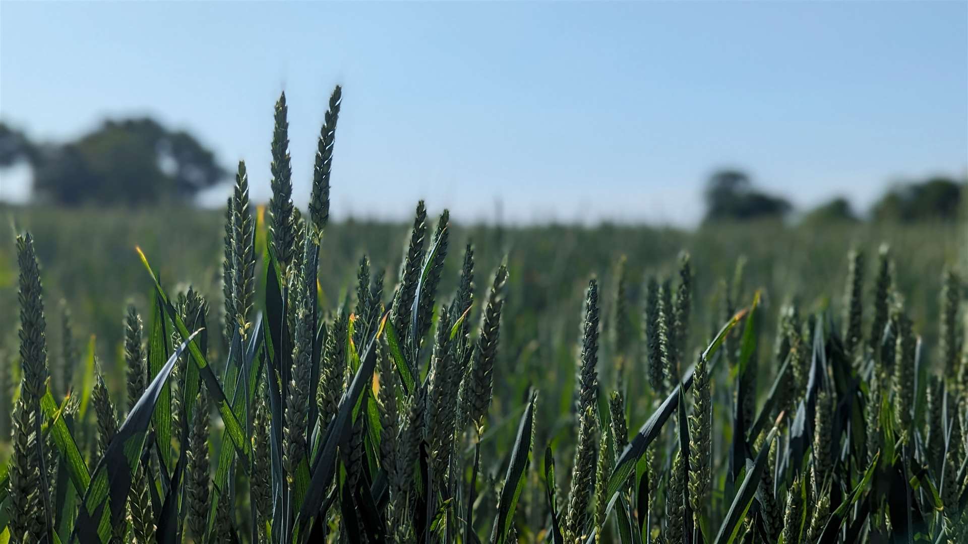 Crops growing in the fields outside Tonbridge