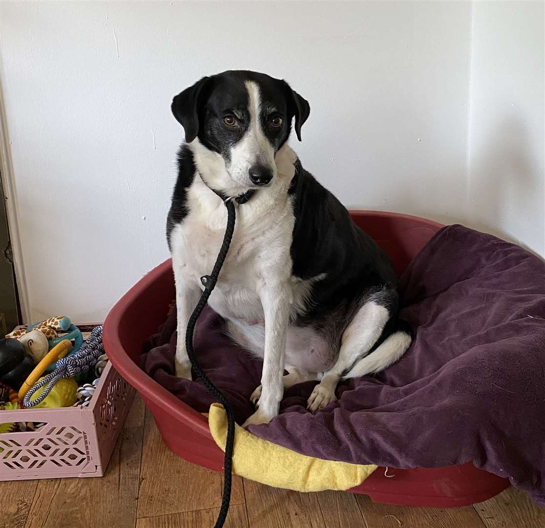 Bess spent 10 years at a rescue centre in Edenbridge