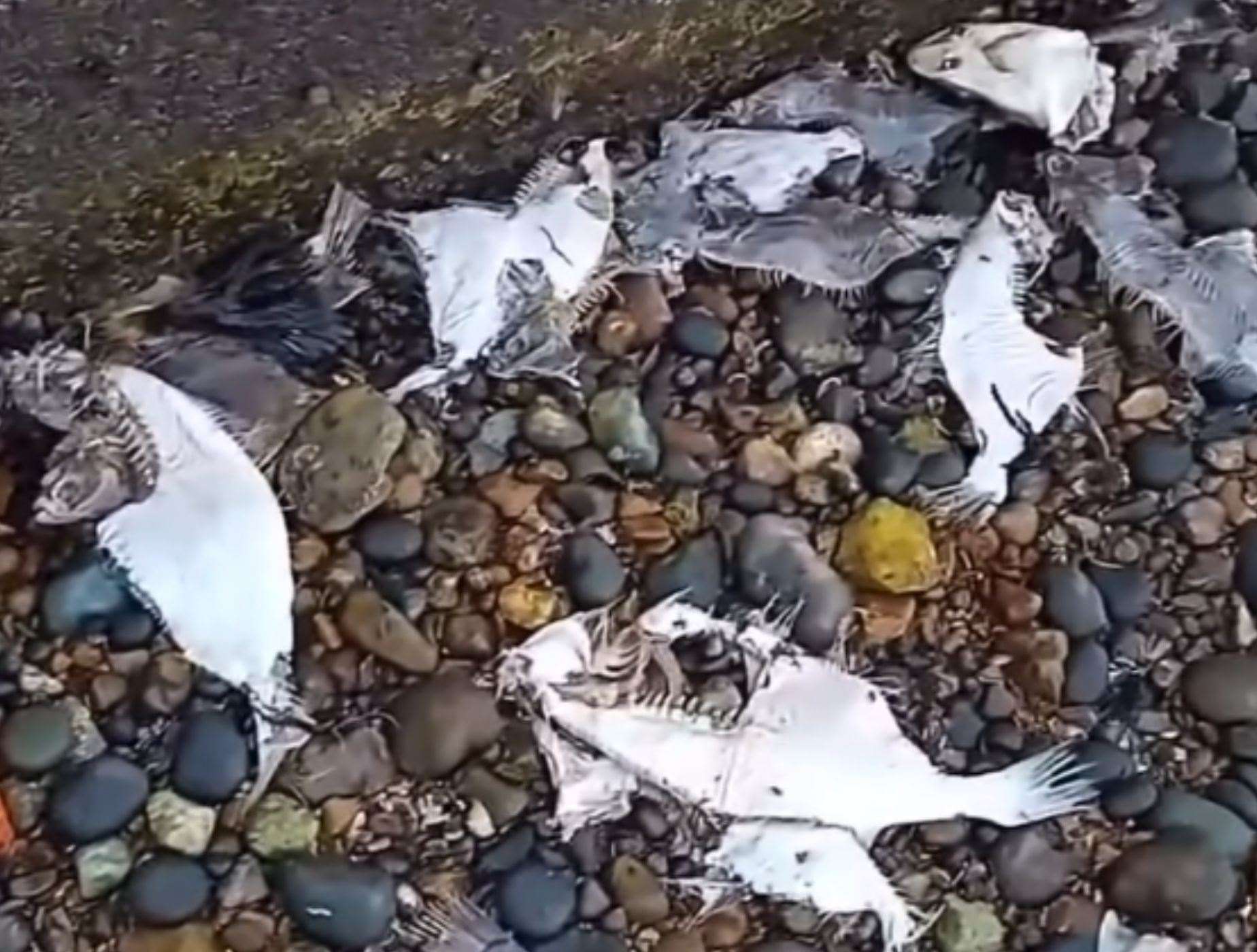 About 70 dead fish were washed up on Hampton beach