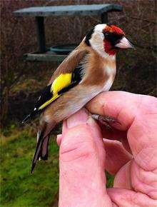 A goldfinch which had been ringed