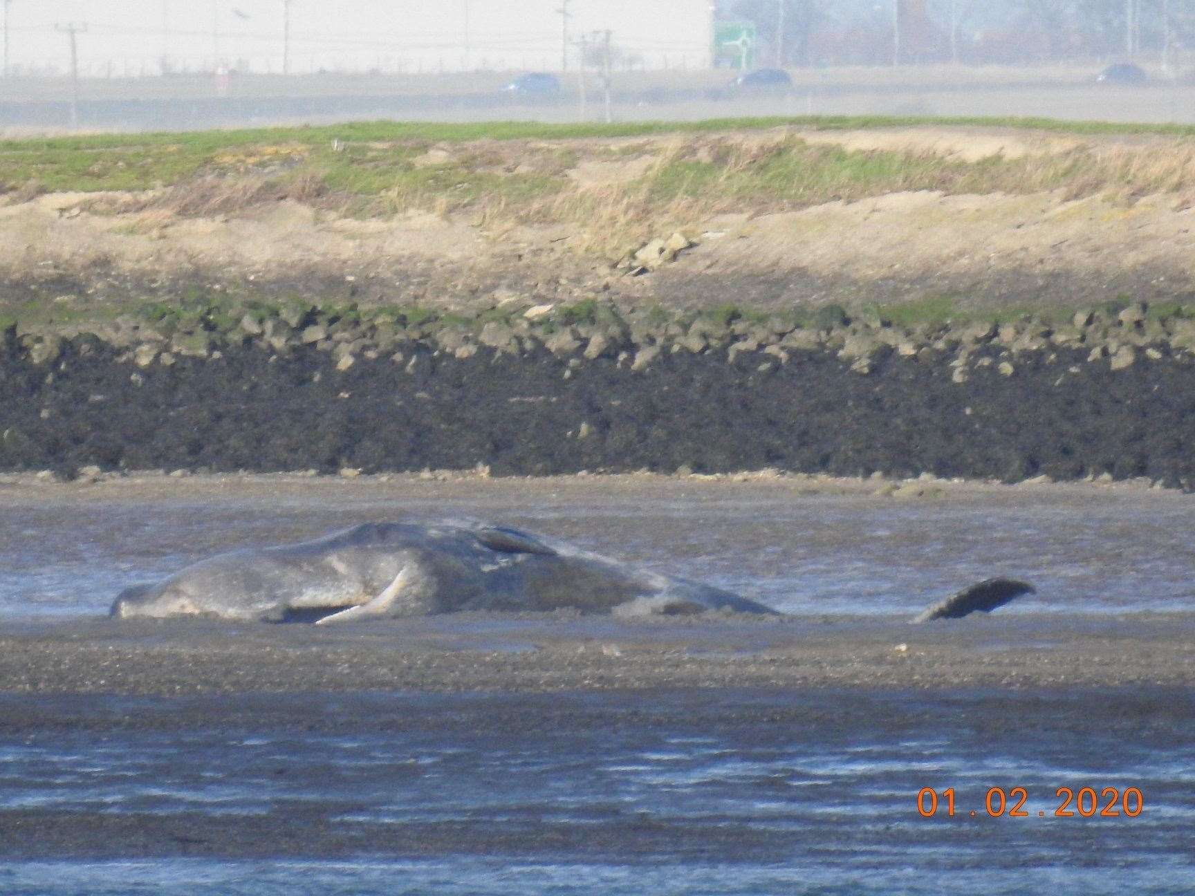 Dead whale on the Sheppey coast at Elmley. Picture: Lorraine St John, Kent Wildlife Rescue Services