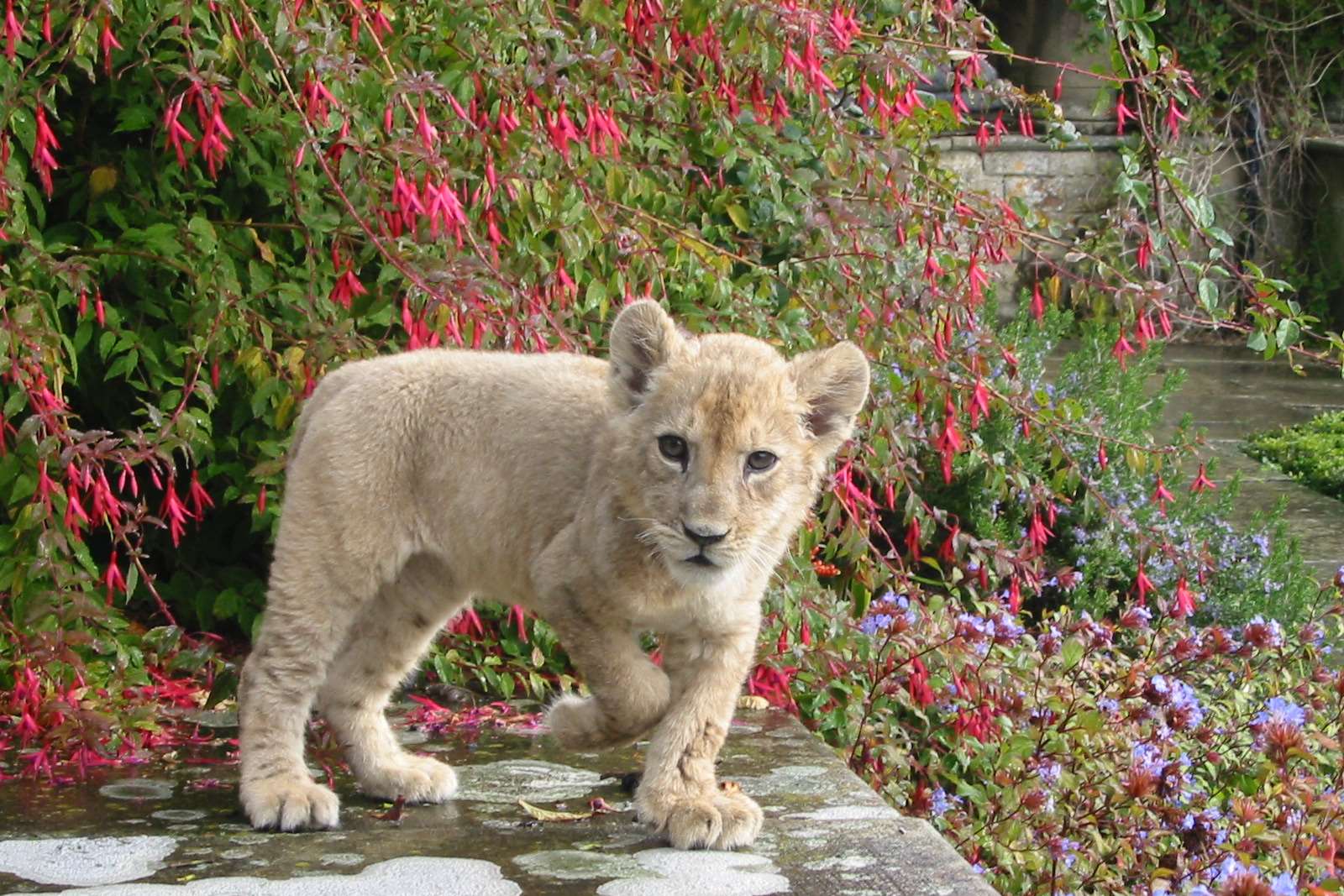 Port Lympne described Samira as "a drama queen" who loved interacting with visitors